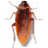 Freeok_cockroach on desktop